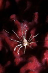 This picture was taken during a night dive at Sipadan isl... by Tunc Yavuzdogan 